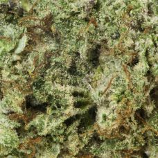 A close up image of Wizard Fuel marijuana on a white background