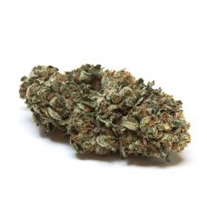 An image of Pablo's Cheese marijuana on a white background