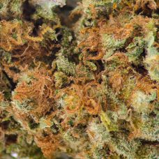 An image of a Sugar Daddy Cookies marijuana bud up close