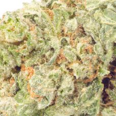 An up close image of a Triple Mint Trainwreck marijuana bud on a white background