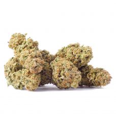 An image of Orange Aid strain buds on a blank white background