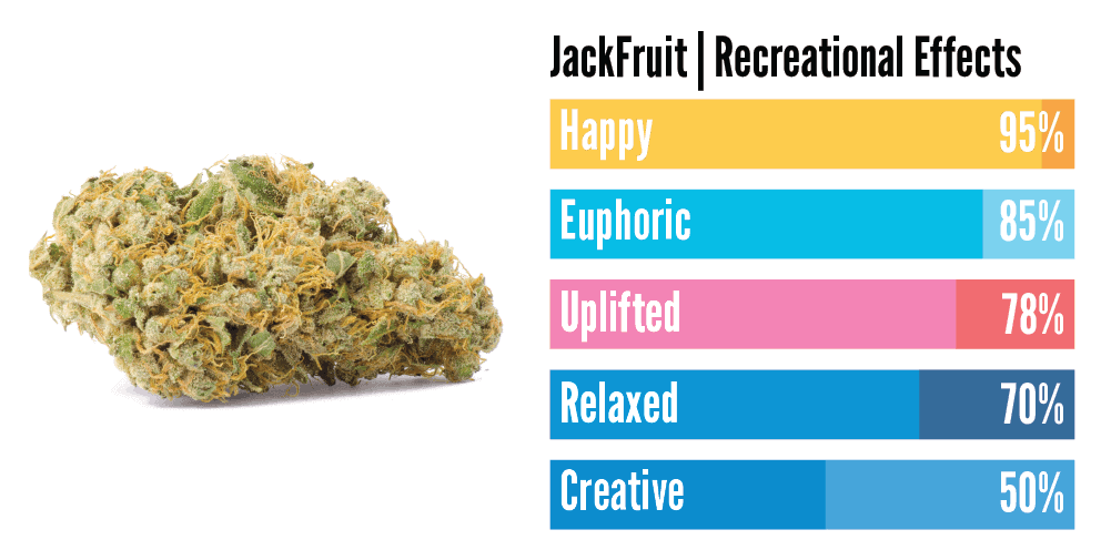 "Jack fruit hybrid weed effects"