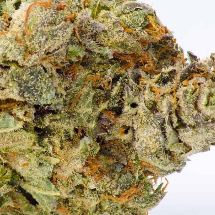 Close up shot of a fresh death bubba nug that showcases its purple features and orange hairs