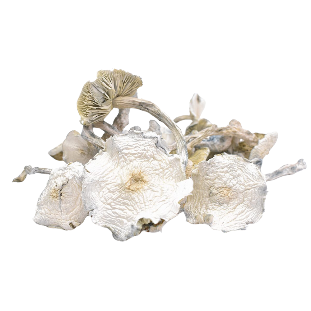 An image of Albino Magic Mushrooms on a white background