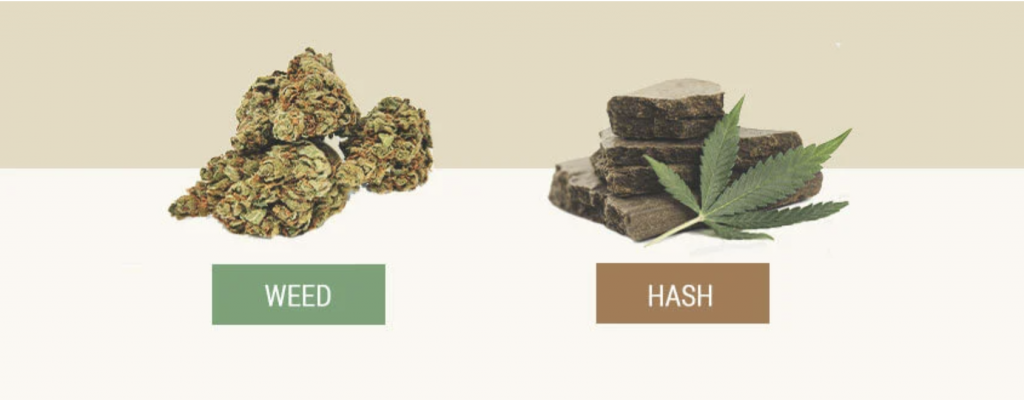 hash, weed, hash vs weed