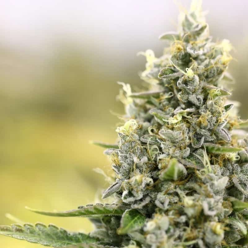 image of medical weed