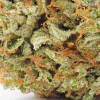 A close up of Dante’s Inferno bud