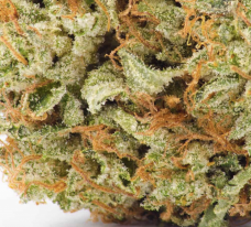 A close up of Dante’s Inferno bud