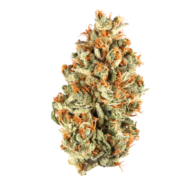 Tropicana Cookies Sativa Tropicana Cookies