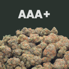 AAA+