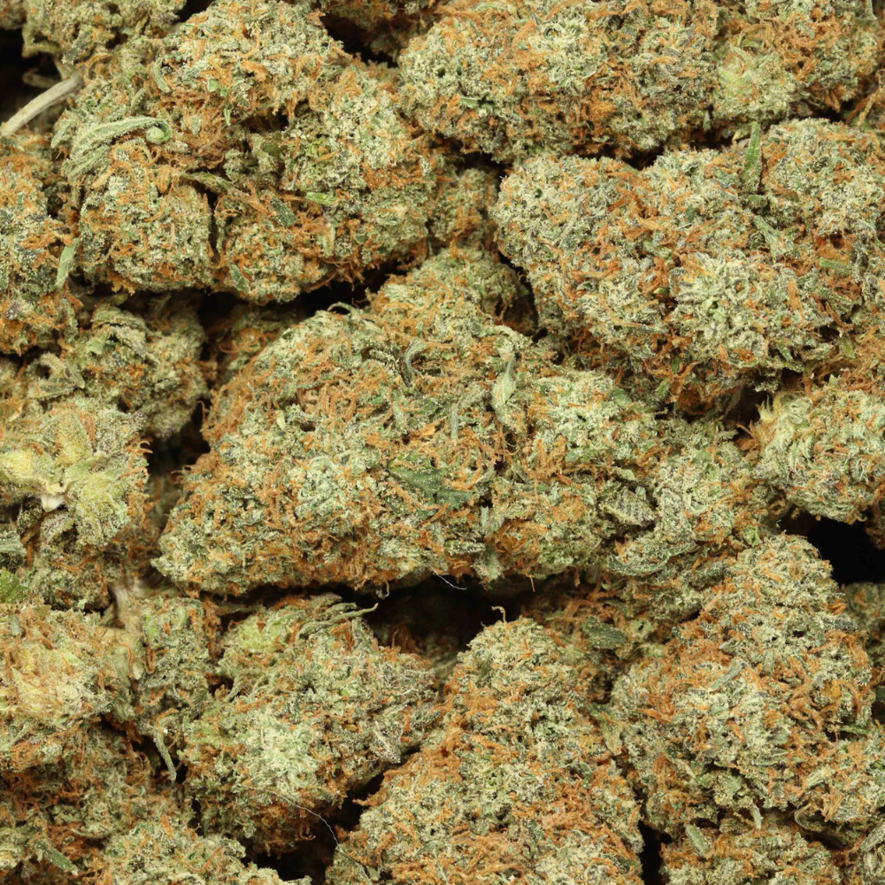 bernie hana butter buds up close