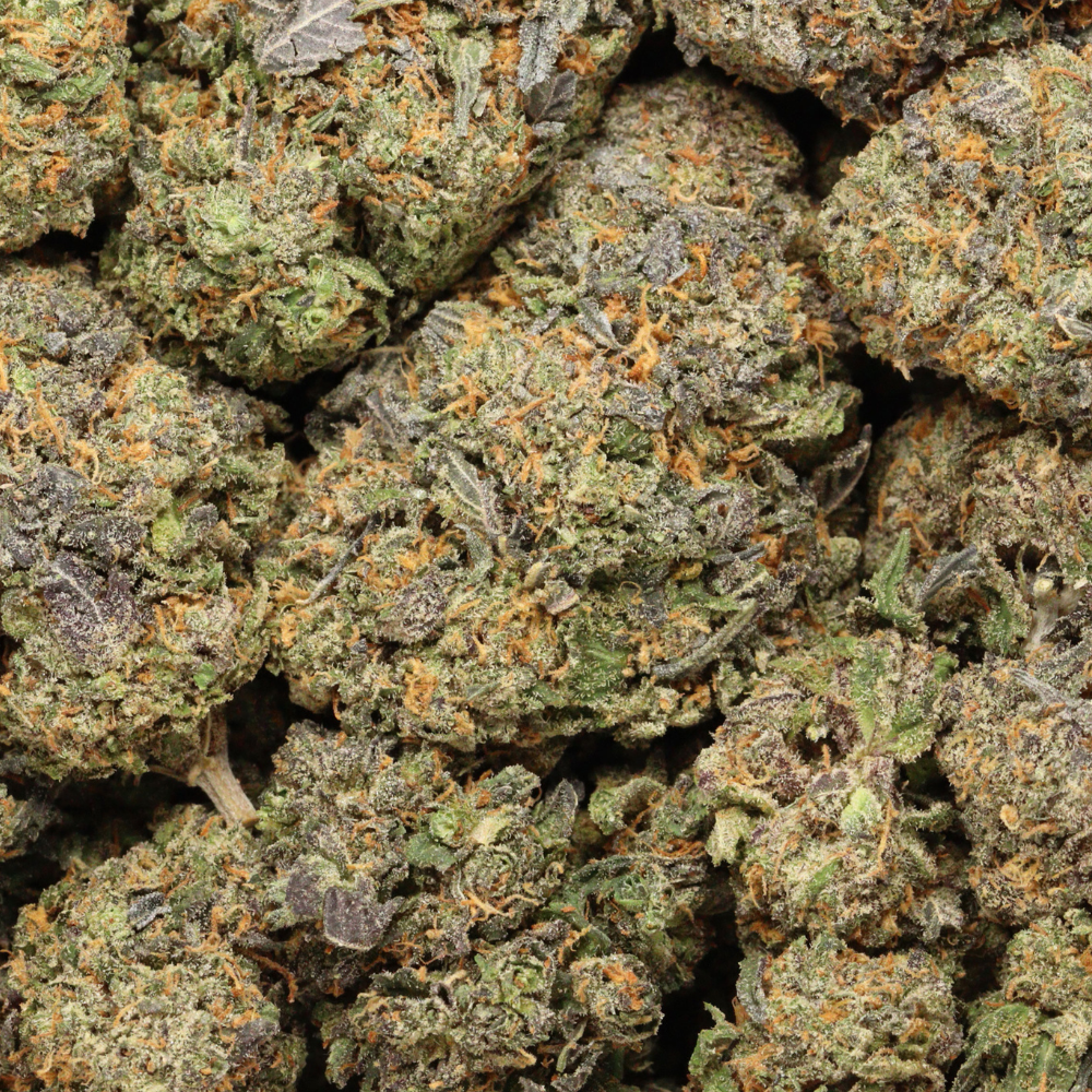 og shark close up