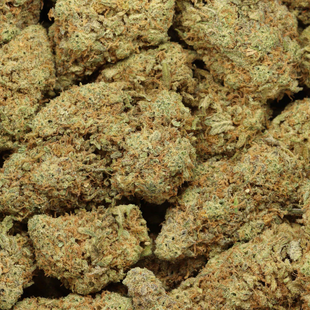 close up pink champagne buds