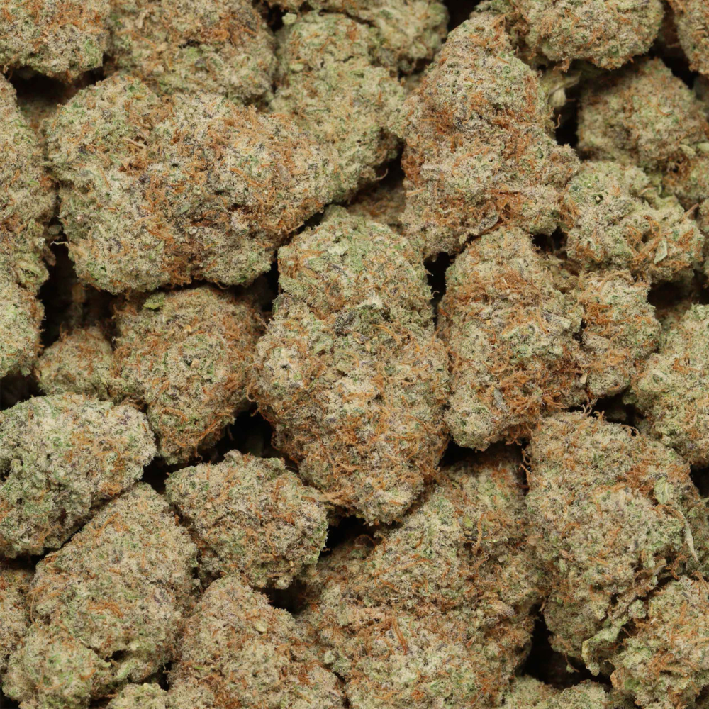 close up tuna Kush buds