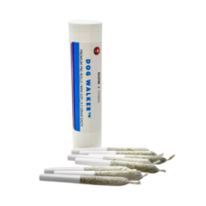 Now + Then Raspberry Ice Dogwalker Pre Rolls 8-pack displayed on a clean white background, featuring branded cylindrical tube with lid off and eight 0.5g pre rolls neatly arranged in front in an aesthetically pleasing layout