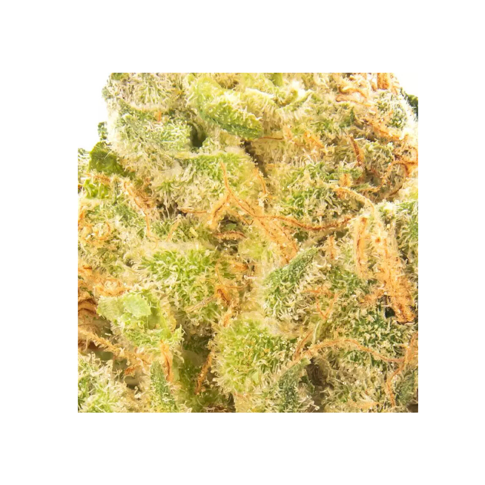 Danky Doodle bud